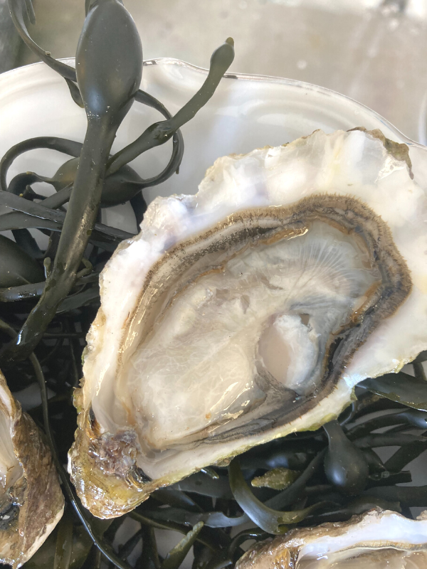 LA PAIMPOLAISE DU LARGE (1)