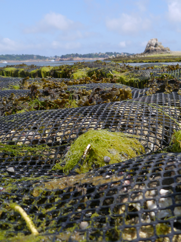 LA PAIMPOLAISE DU LARGE (2)