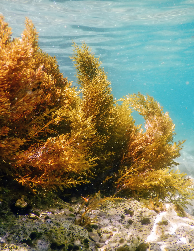 PAIMPOLAISE DU LARGE